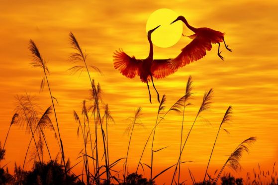 Dostawa gratis