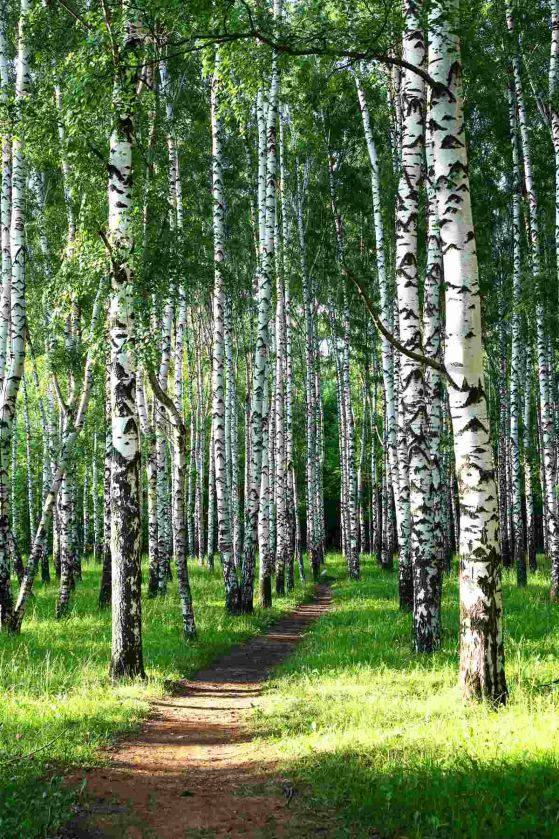 Dostawa gratis