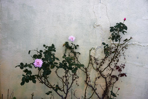 Фотообои розовые цветы