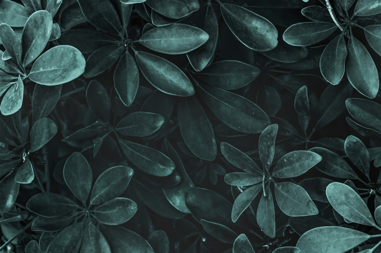 Last Product image